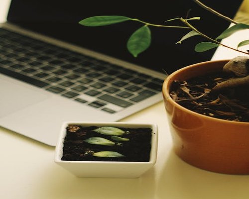 A laptop on a desk with a plant next to it symbolizing a balanced workspace